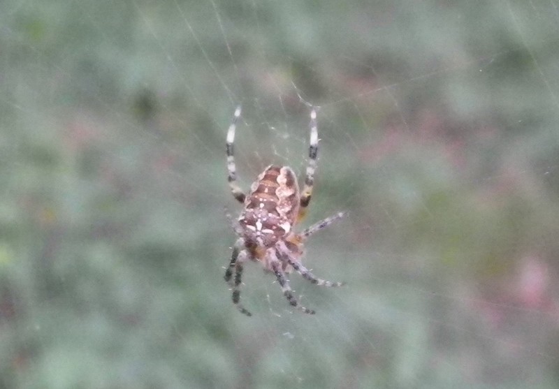 Araneus  diadematus
